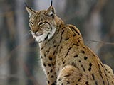 Le Lynx boréal