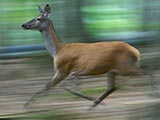 Le Cerf élaphe