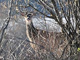 Le Cerf élaphe