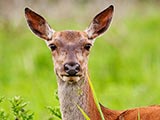 Le Cerf élaphe