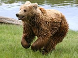 L'Ours brun