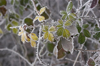 Feuilles givres - Photo Pierre Kessler