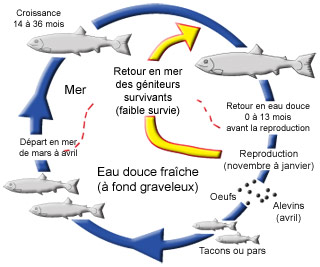 Dessin Giulio Tosca (LMZ-RP)