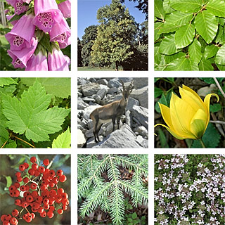 Flora und Fauna - Fotos aus verschiedenen Quellen