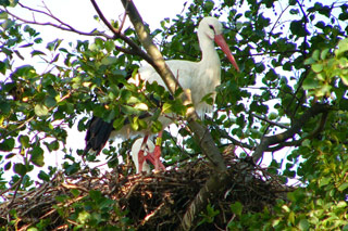 Storch - Foto Gerhard Bruer (LMZ-RP)