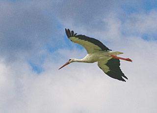 Cigogne en plein vol - Photo J.-L. Richter