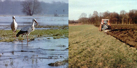 Deux paysages du Ried - Photos G. Lacoumette/R. Rohmer