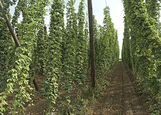 Hopfen - Foto Henri Kniffke