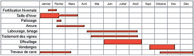 Calendrier des travaux viticoles - Dessin Giulio Tosca