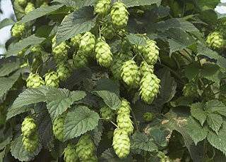 Hopfen - Foto Henri Knifffke