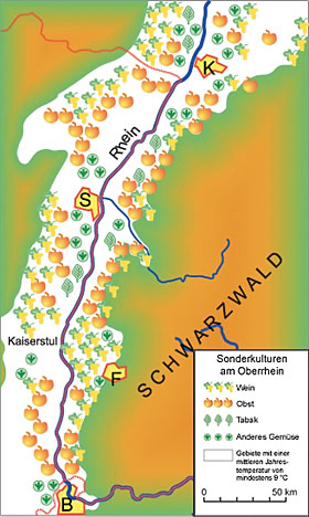 Sonderkulturen am Oberrhein - Zeichnung Giulio Tosca