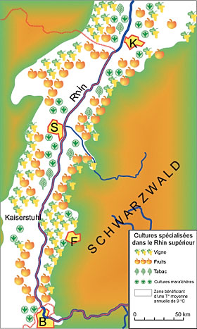Cultures spcialises dans le Rhin suprieur - Dessin Giulio Tosca
