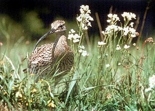 Brachvogel - Foto Sylvain Cordier