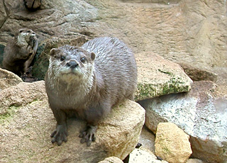 Otter - Foto Henri Kniffke