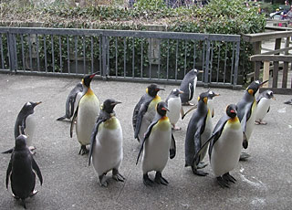 Pinguine im Basler Zolli - Foto Karl Steinbach