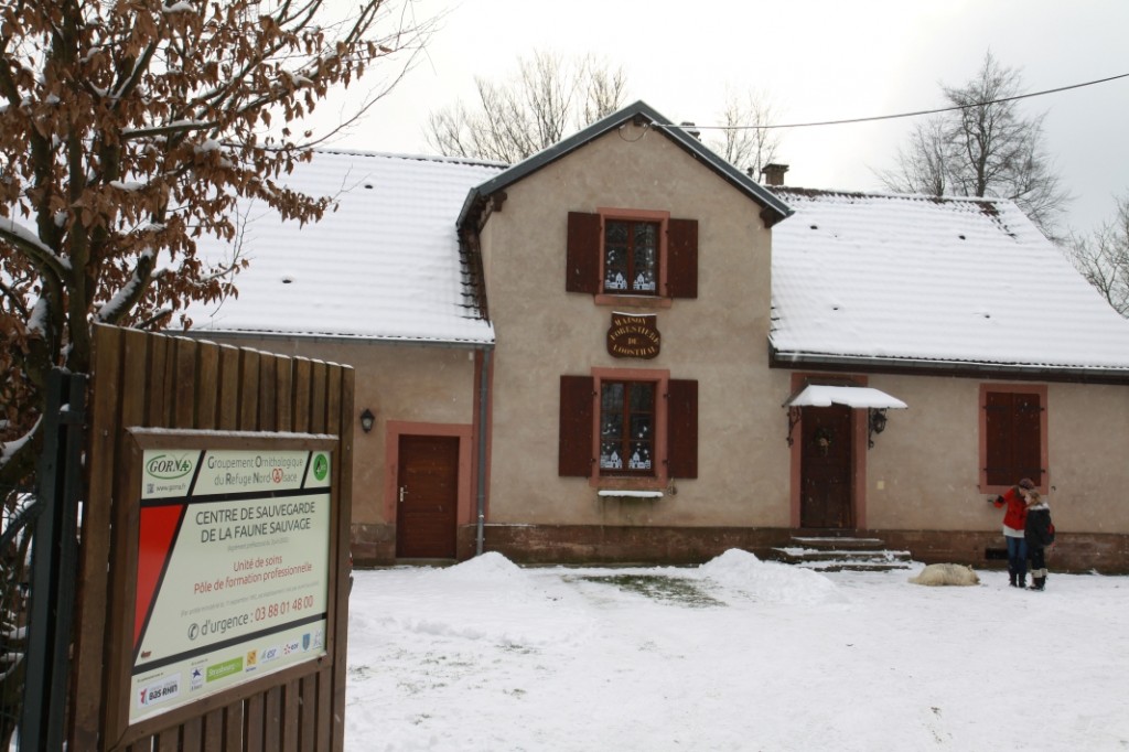 Die TierschutzstationDie Tierschutzstation für wildlebende Tiere Haus des Waldes des Loosthals in Neuwiller-Les Saverne.