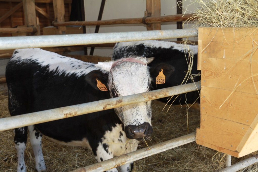 Ein KalbEin Kalb im Stall.