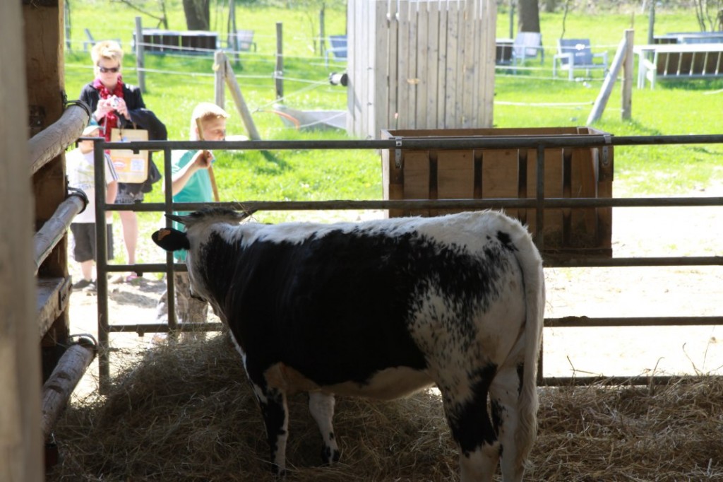 Ein KalbEin Kalb im Stall.