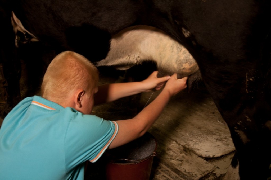 Das MelkenGregory melkt die Kuh , um Milch zu bekommen.