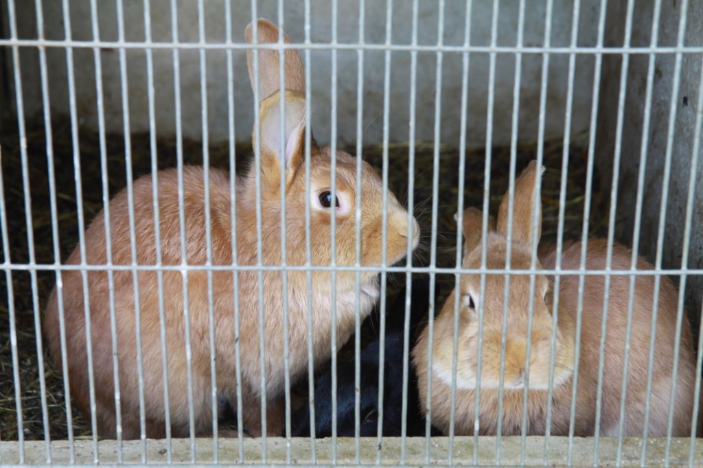 Zwei KaninchenEin Käfig mit zwei Kaninchen.