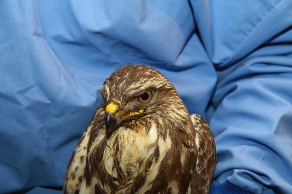 Der BussardEin Bussard in der Hand eines Pflegers.