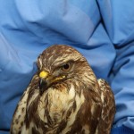 Der BussardEin Bussard in der Hand eines Pflegers.