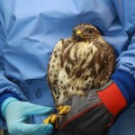 Der BussardEin Bussard in der Hand eines Pflegers.