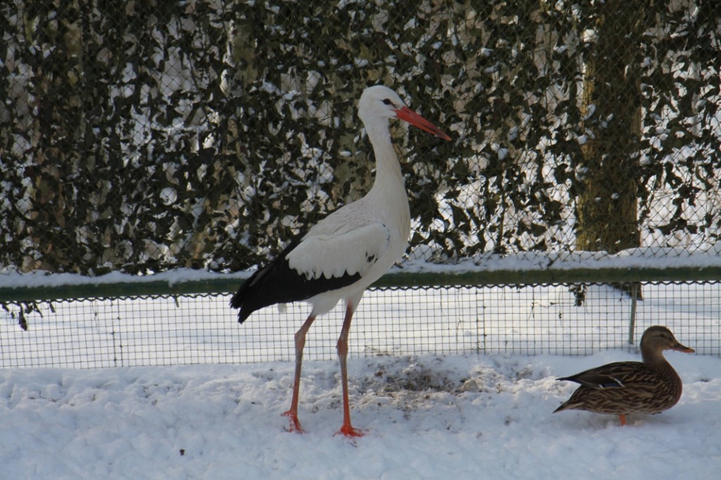 Ein Storch und eine Ente.Die Vögel sind im Vogelhaus und ruhen sich aus.