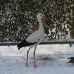 Ein Storch und eine Ente.Die Vögel sind im Vogelhaus und ruhen sich aus.