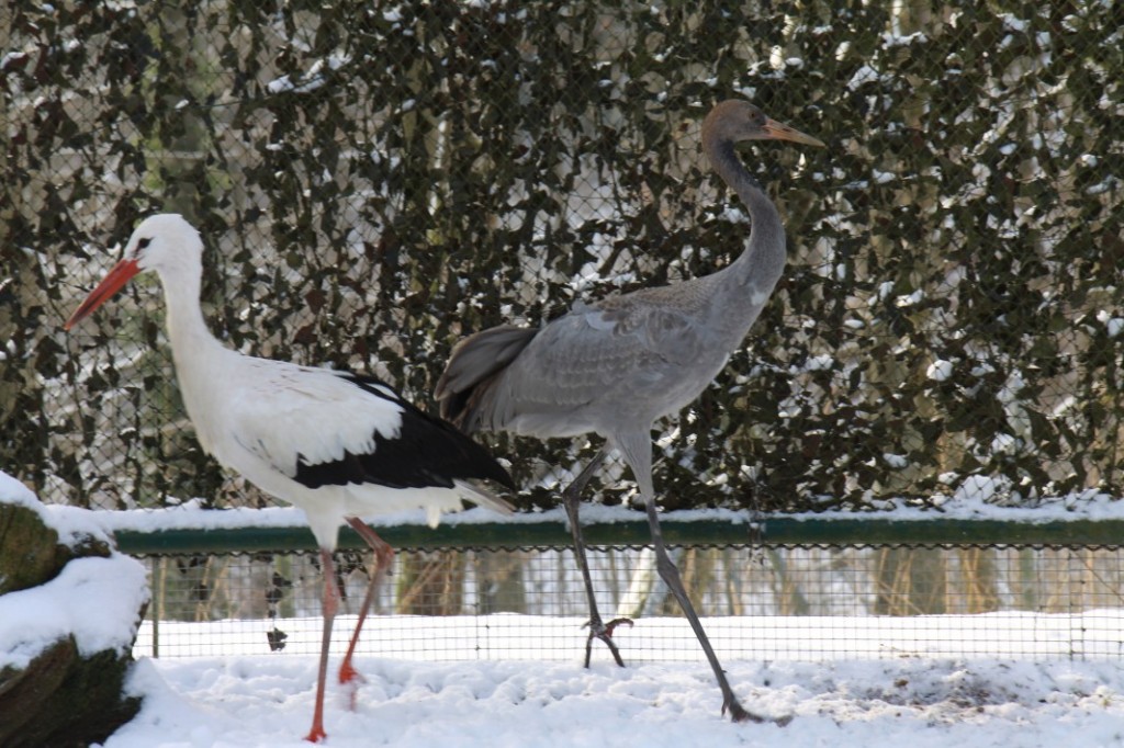 Ein Storch und ein Kranich.Die Vögel sind im Vogelhaus und ruhen sich aus.