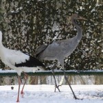 Ein Storch und ein Kranich.Die Vögel sind im Vogelhaus und ruhen sich aus.