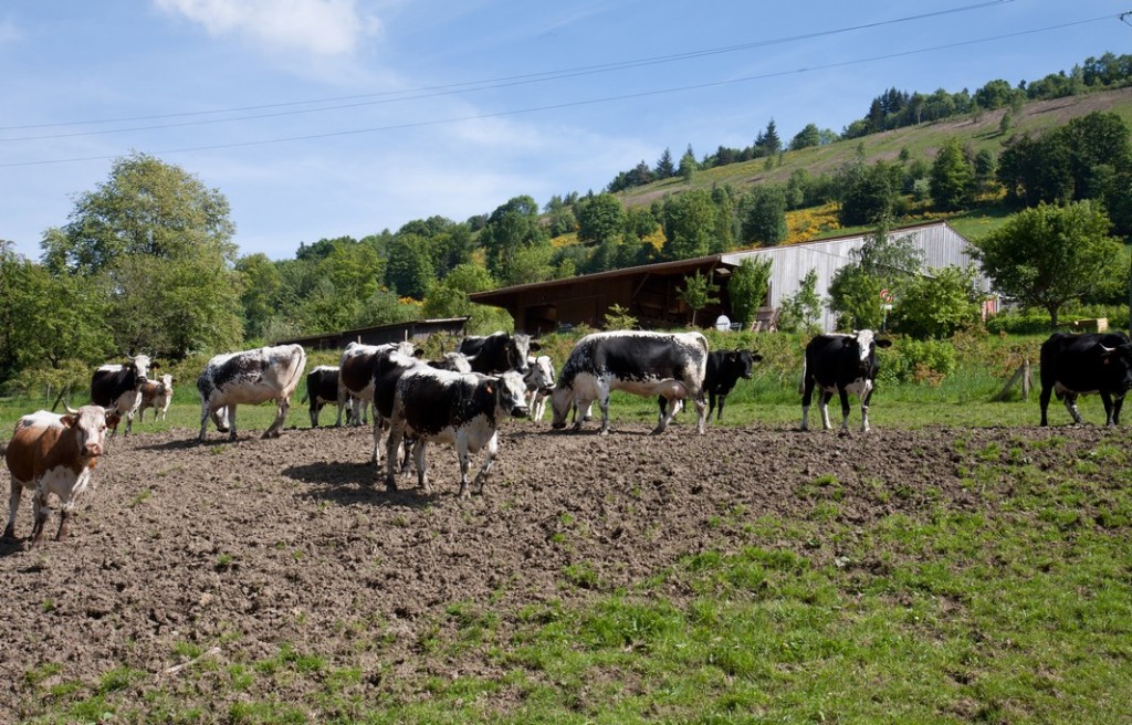 Die KüheDie Kühe sind auf der Weide und essen Gras.