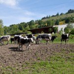 Die KüheDie Kühe sind auf der Weide und essen Gras.