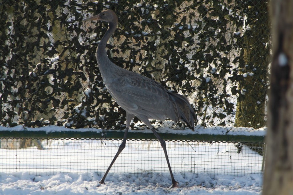 Ein Kranich im GehegeDer Kranich wartet im Vogelhaus auf den Frühling.