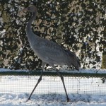 Ein Kranich im GehegeDer Kranich wartet im Vogelhaus auf den Frühling.