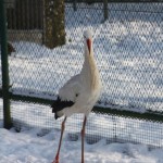 Ein StorchWas ist denn das für eine lustige Karotte? Der Schnabel des Storchs natürlich!