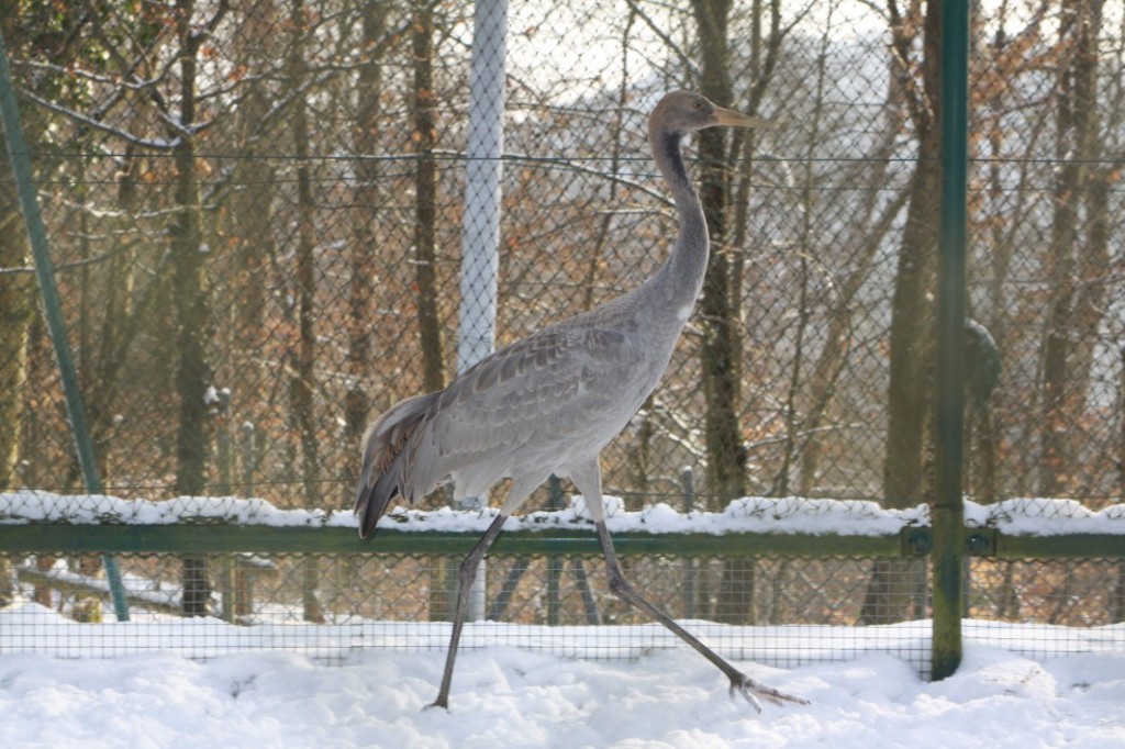 Ein Kranich im GehegeDer Kranich wartet im Vogelhaus auf den Frühling.