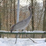 Ein Kranich im GehegeDer Kranich wartet im Vogelhaus auf den Frühling.