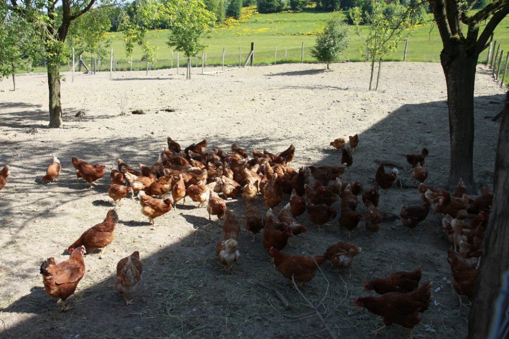 Die Hühner im StallDie Hühner gehen spazieren und essen Körner.