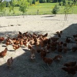 Die Hühner im StallDie Hühner gehen spazieren und essen Körner.