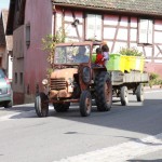 Der TraktorDer Traktor bringt die Bottiche zur Weinpresse