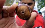 World Conker Championship